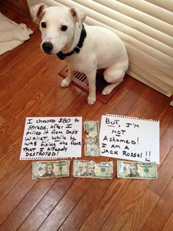 17-shame-dogs