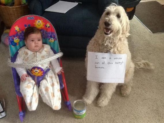 18-shame-dogs