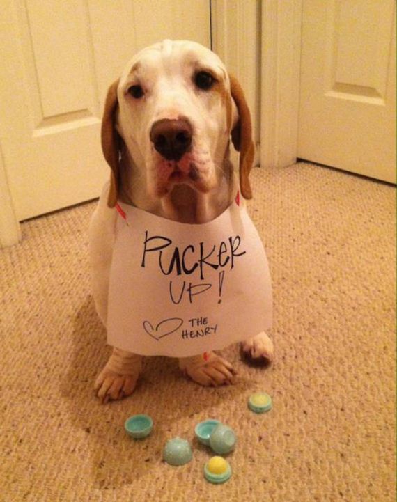19-shame-dogs