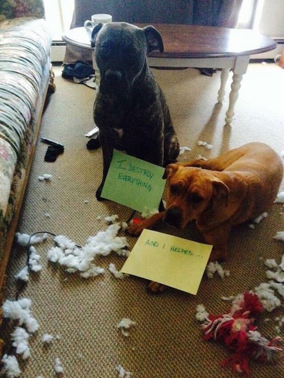 20-shame-dogs