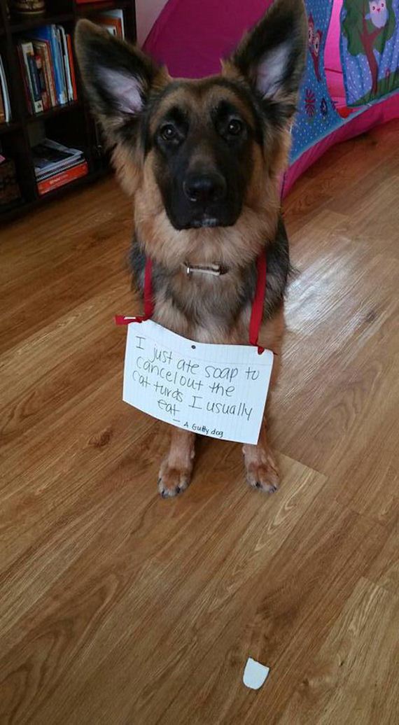 21-shame-dogs