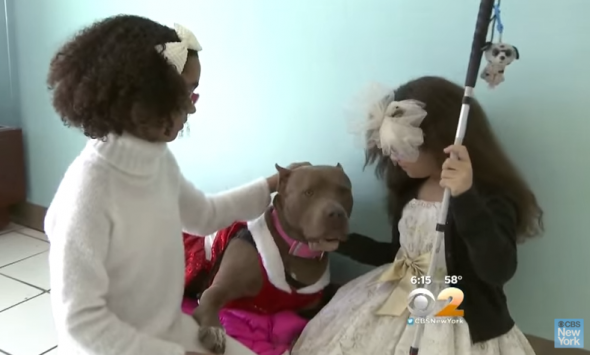 Disabled Dog and Twin Girls’s Wishes Come True for Christmas