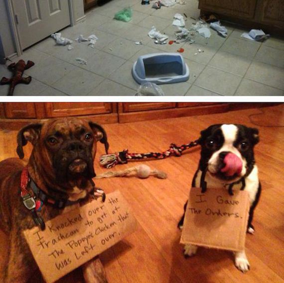 22-shame-dogs