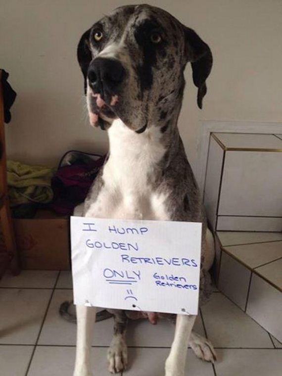23-shame-dogs