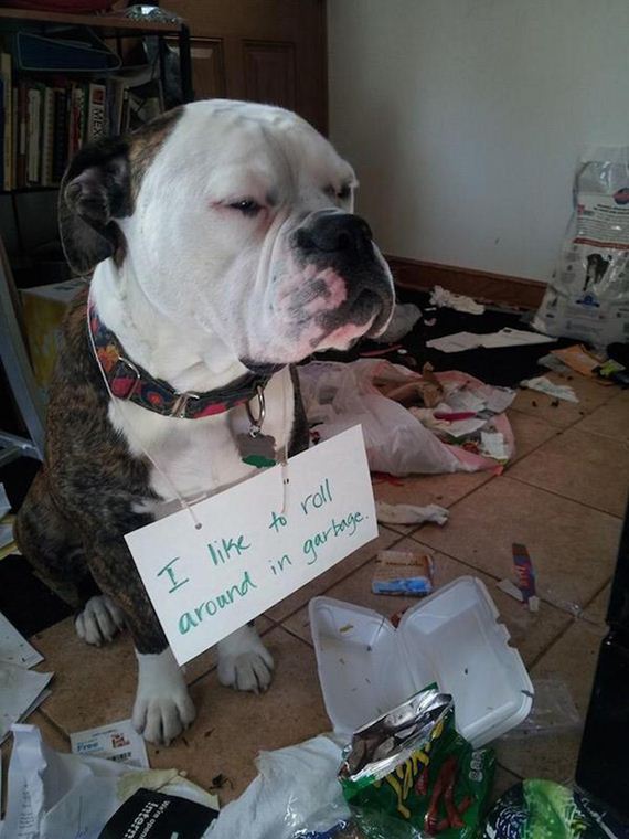 24-shame-dogs