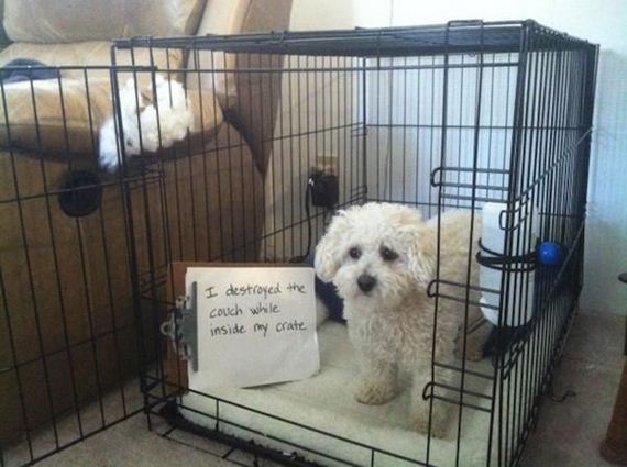 25-shame-dogs