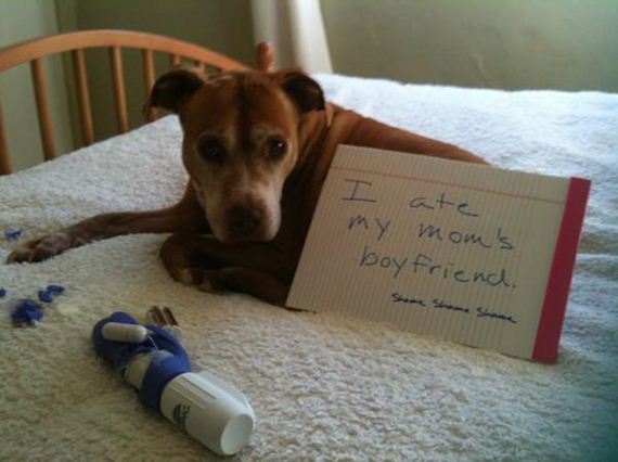 26-shame-dogs