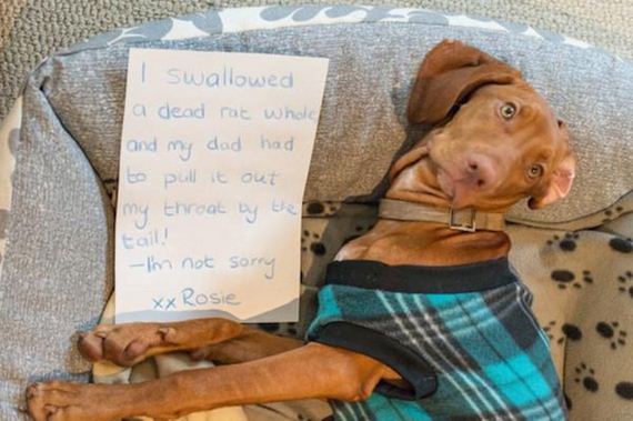 27-shame-dogs