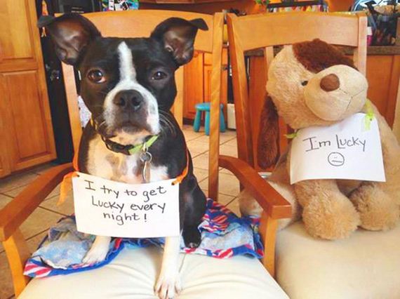 28-shame-dogs