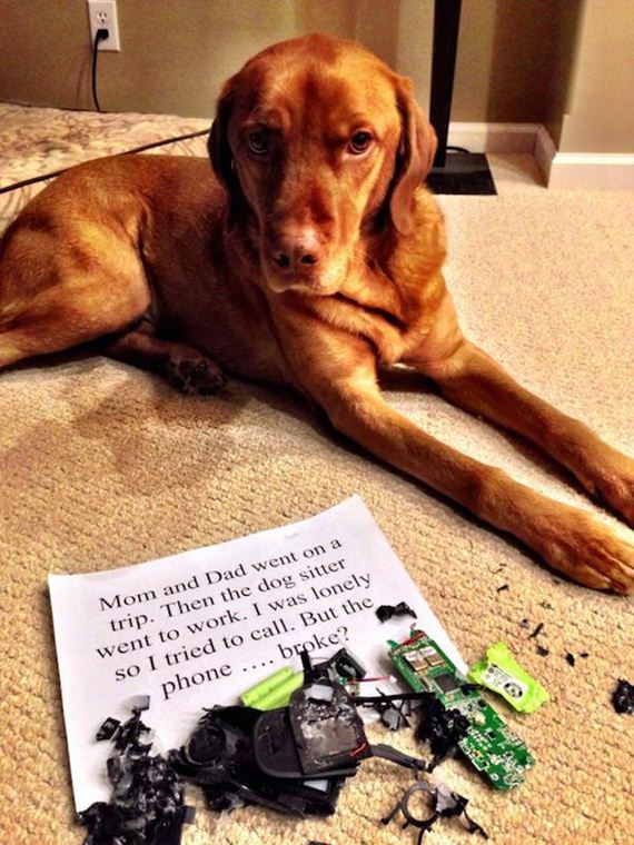 29-shame-dogs