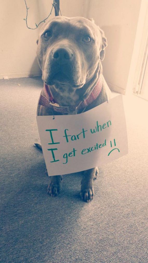 30-shame-dogs