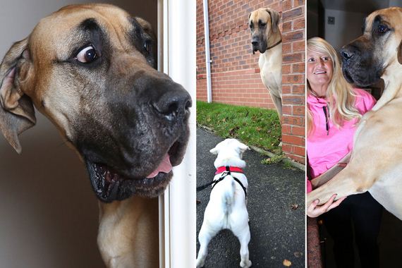 Meet Presley–The Real-Life Scooby Doo Who’s Afraid Of Everything!