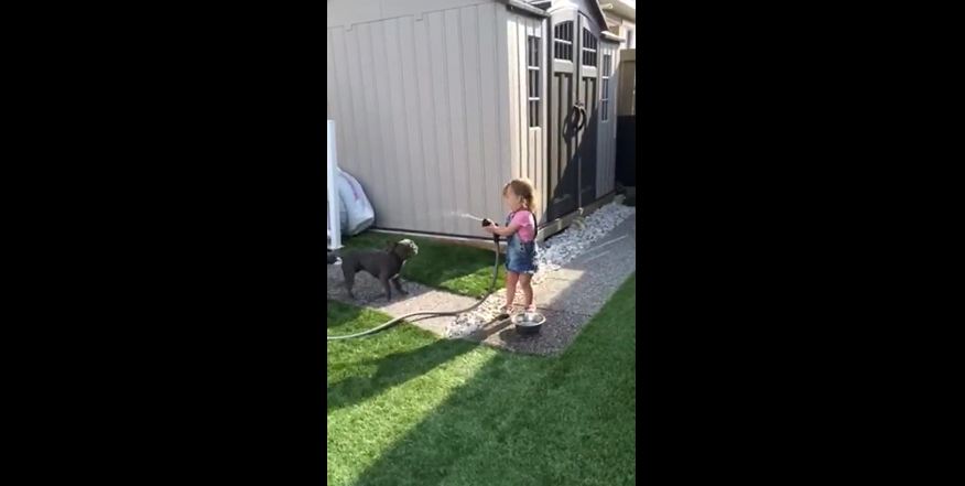 Little girl entertains French Bulldog with water hose