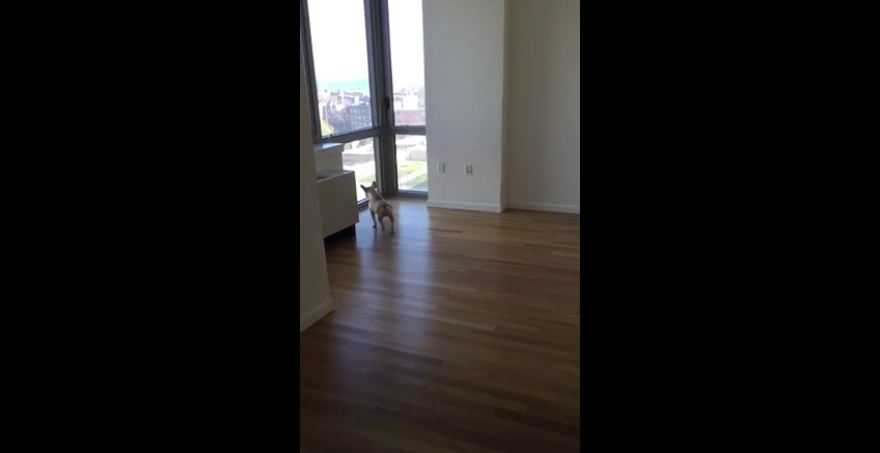 French Bulldog extremely excited about new apartment
