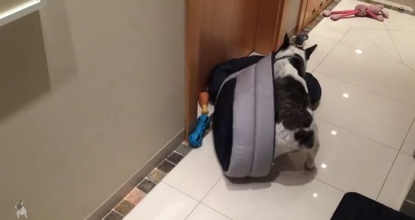 Think this French Bulldog is excited about his new bed?