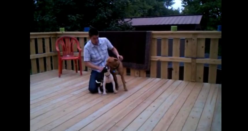 Pitbull Puppy Learning to Play With Big Dogs