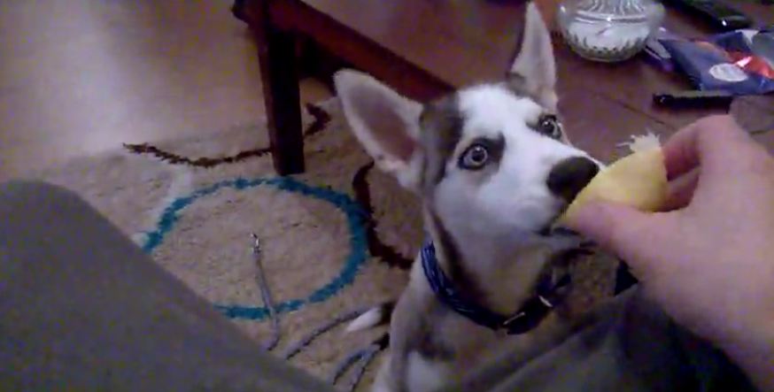 Dog eats lemon for the first time