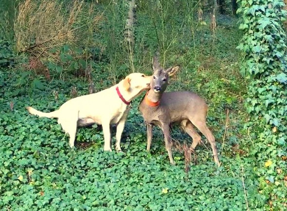 Dog & Orphaned Fawn Form Lifelong Friendship at German Christmas Tree Farm