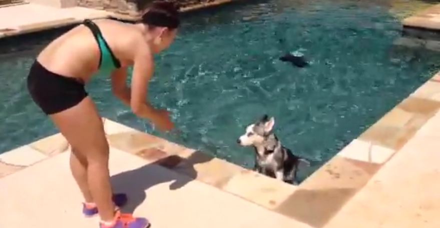 Husky, puppy’s, first ,time ,swimming