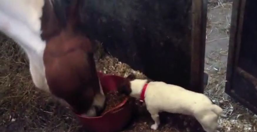 Greedy dog struggles to share dinner with horse