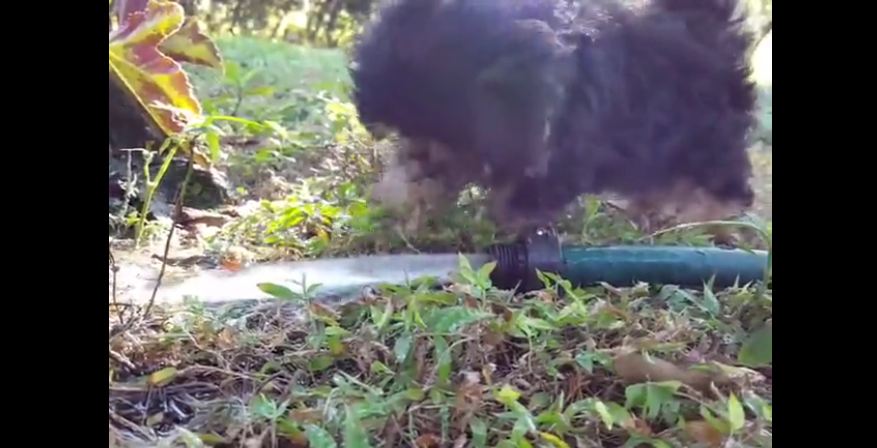 Puppy’s first experience with a hose