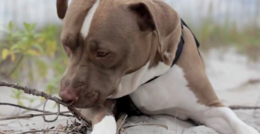 Watch a rescued pit bull experience the beach for the first time