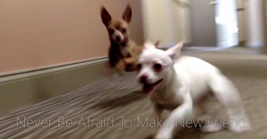 Puppies’ first meeting ends in heartwarming experience