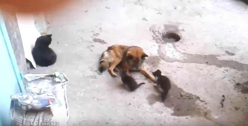 Mother Cat Introduces Kittens to Family Dog