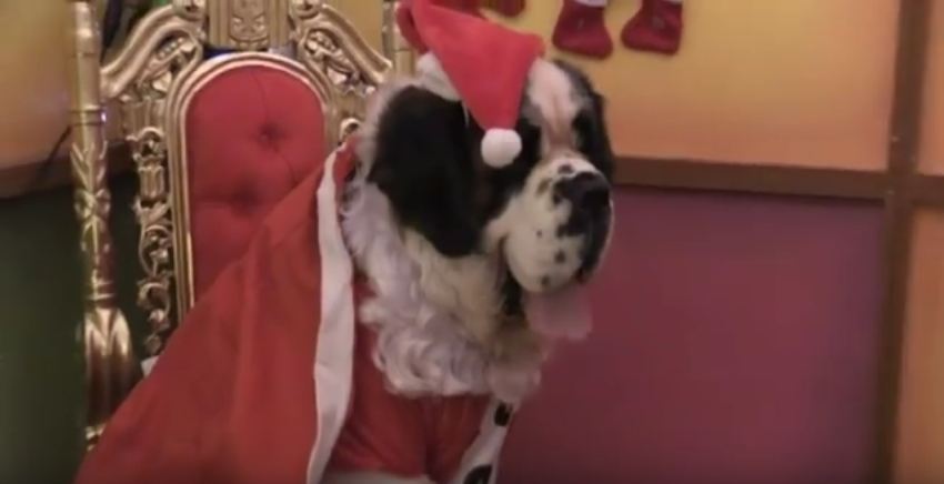 Dogs Meet Santa Paws!