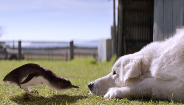 Tiny Australian Penguins and the Dogs that Protect Them