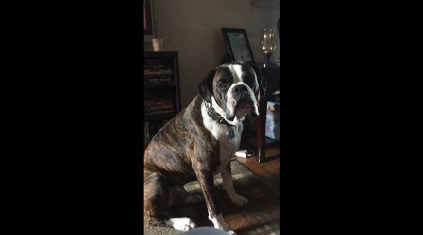 Boxer dog wants dinner on time