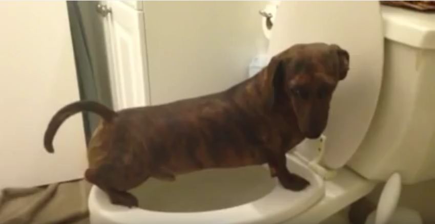 This Dog Is Potty Trained… To Use The Toilet