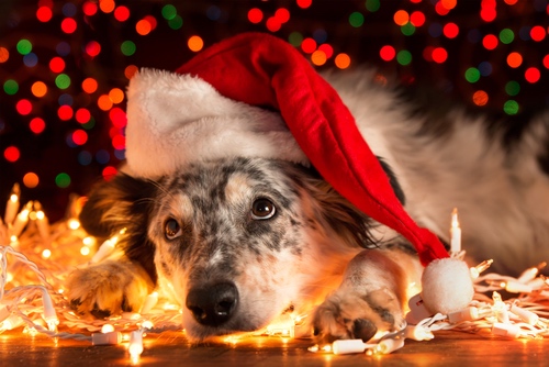 10 Ways To Celebrate Christmas With Your Fur Babies