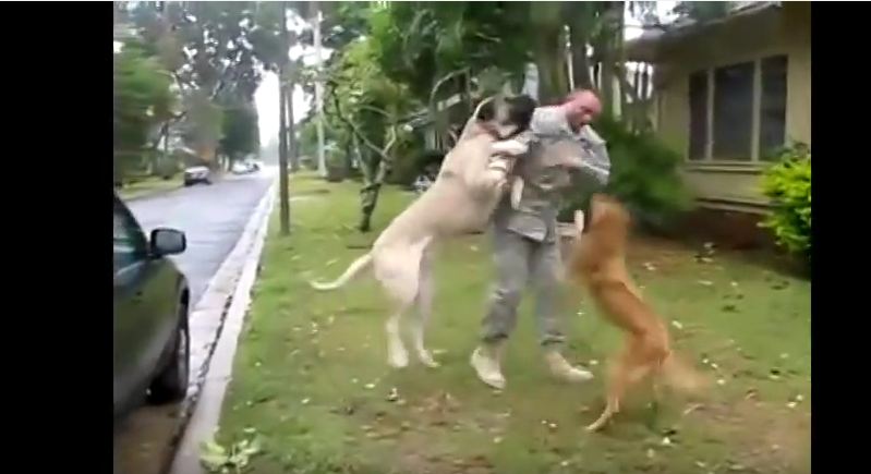 Soldier Gets The Warmest Welcome Home From The Dogs Who Never Forgot Him