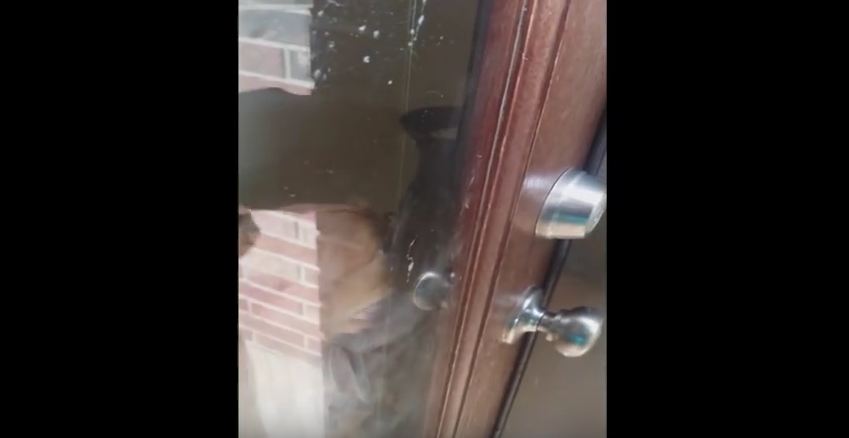 Watch This Smart Dog Unlock The Door For Her Owners