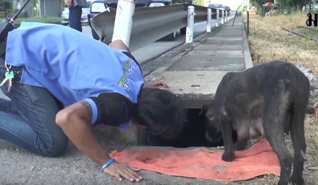 Mother Dog Watches Closely As A Police Officer Rescues Her Puppy Stuck In A Storm Drain