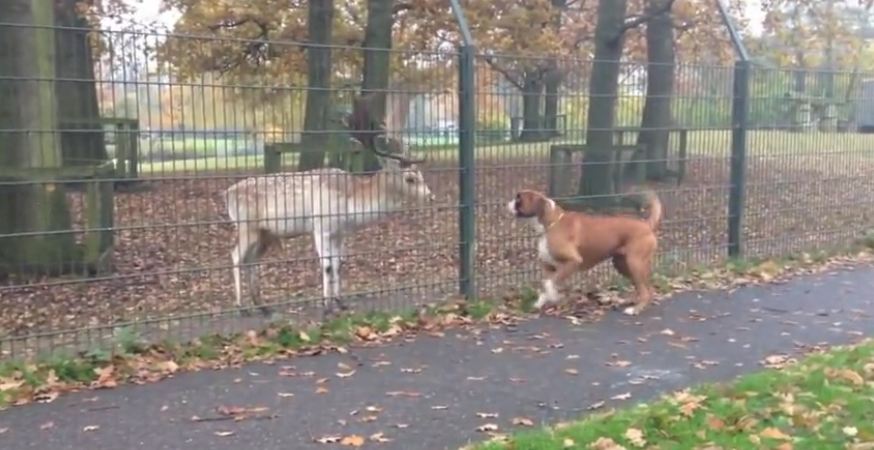 Boxer desperately wants to play with deer