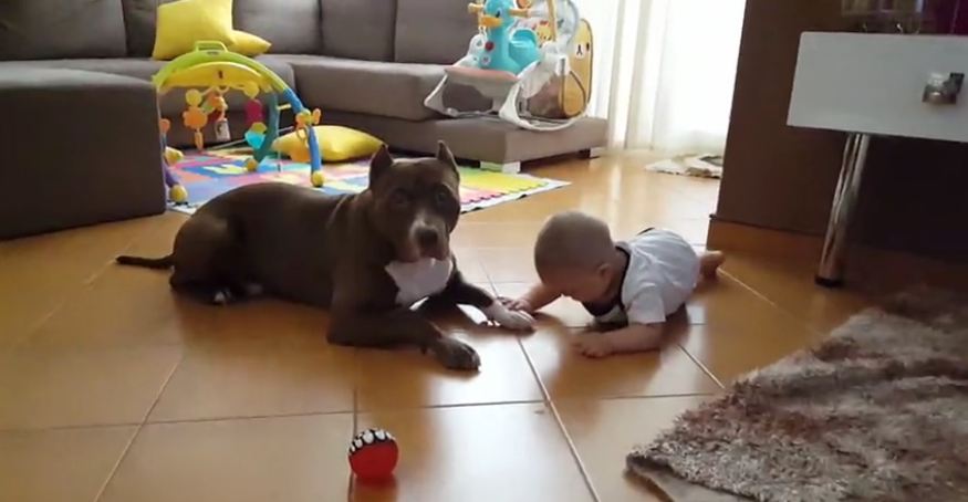 Baby practices to crawl around family’s Pit Bull