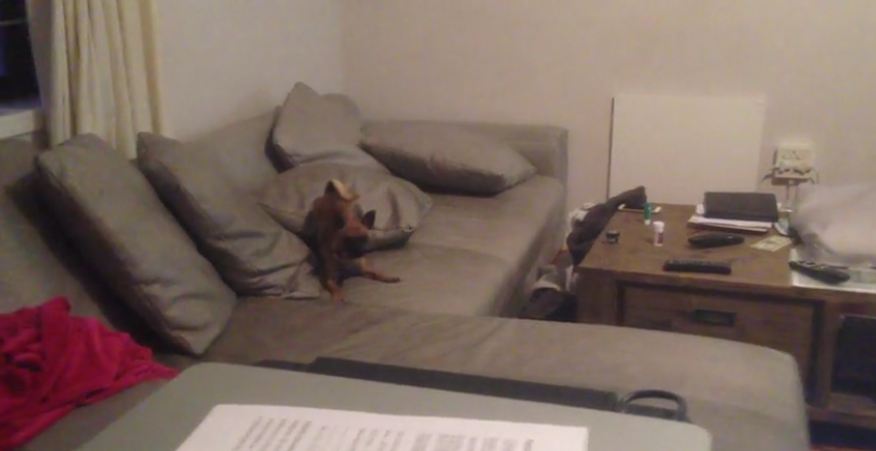 Chihuahua and Jack Russell race around the house