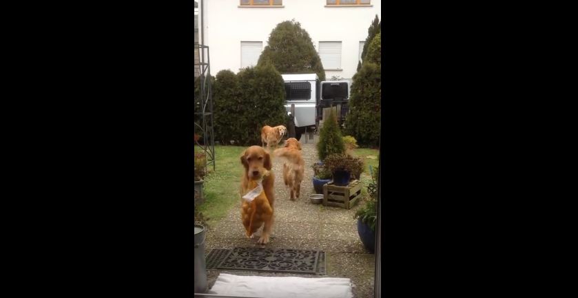 Helpful Dogs Bring in the Groceries