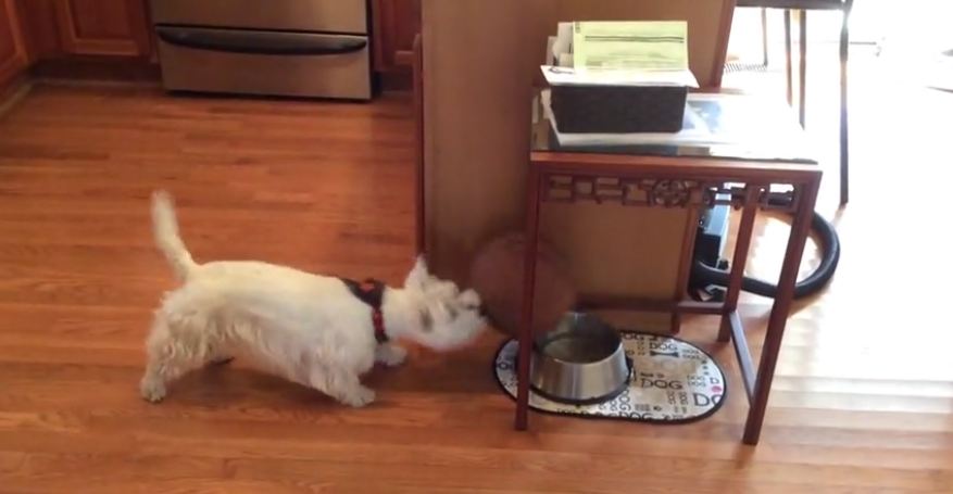 Sports-loving dog combines soccer and basketball