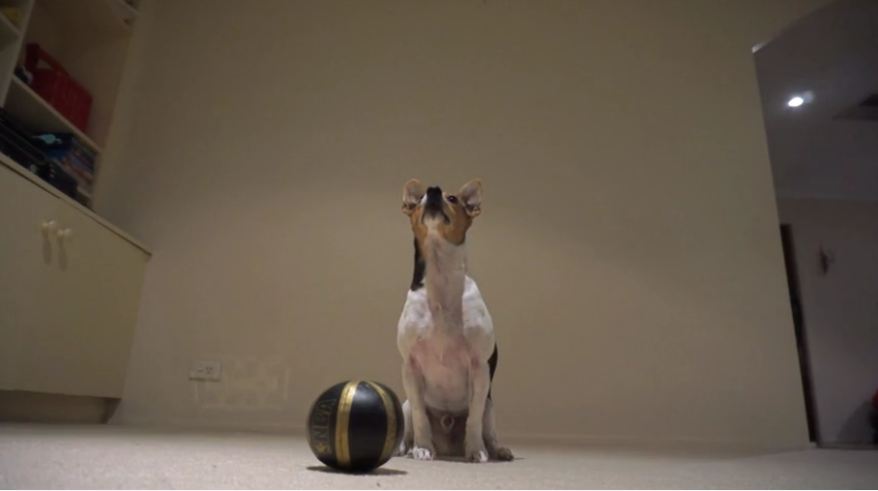 Talented Jack Russell Terrier playing basketball