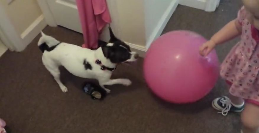 Dog attacks ball