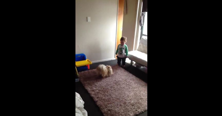 Excited dog wants to play with baby