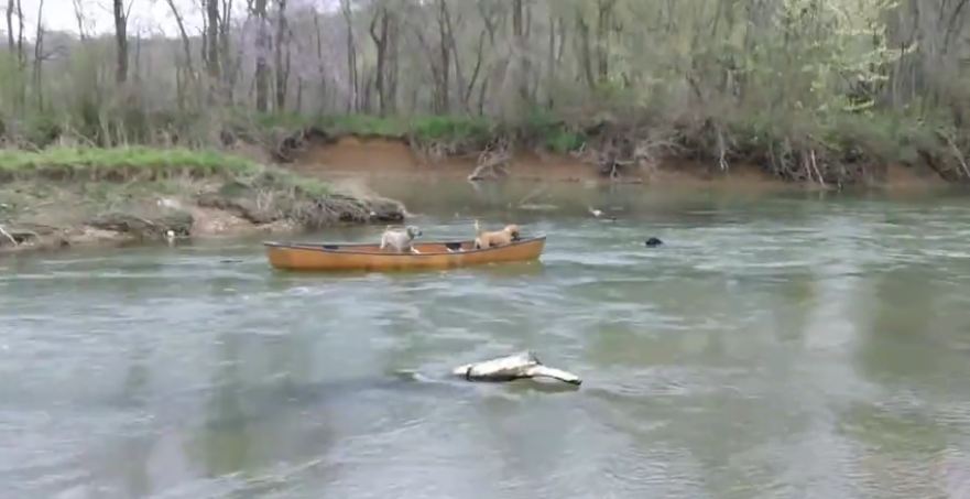 These Two Dogs Were Drifting Away In A Canoe, Until A Heroic Lab Saved Them