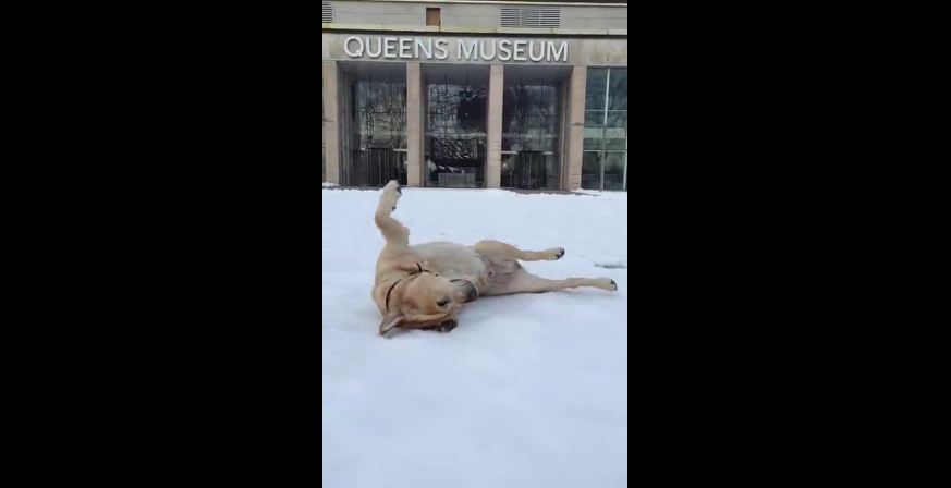 Labrador enjoys the snow