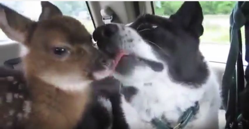 Rescued Baby Deer Shares An Adorable Moment With A Loving Dog