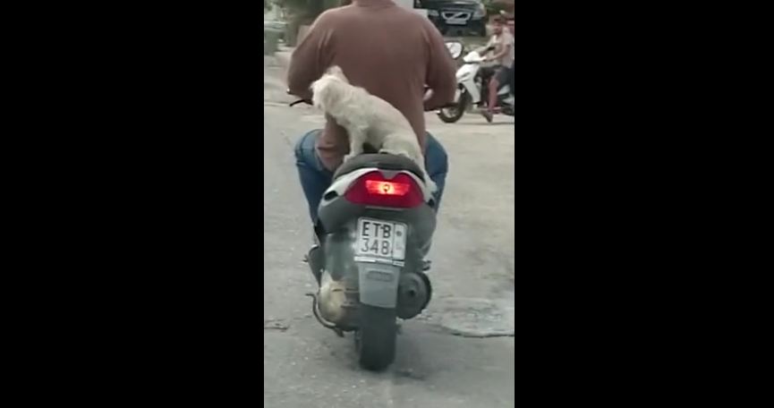 Dog casually rides on the back of a scooter