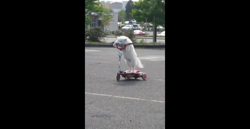 Dog casually rides 3-wheeled scooter
