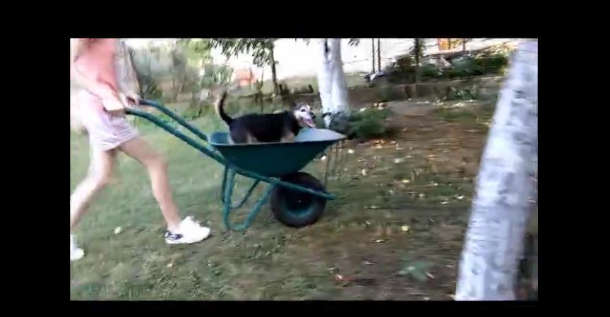 Dog loves to go for wheelbarrow rides